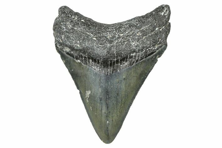 Serrated, Juvenile Megalodon Tooth - North Carolina #376551